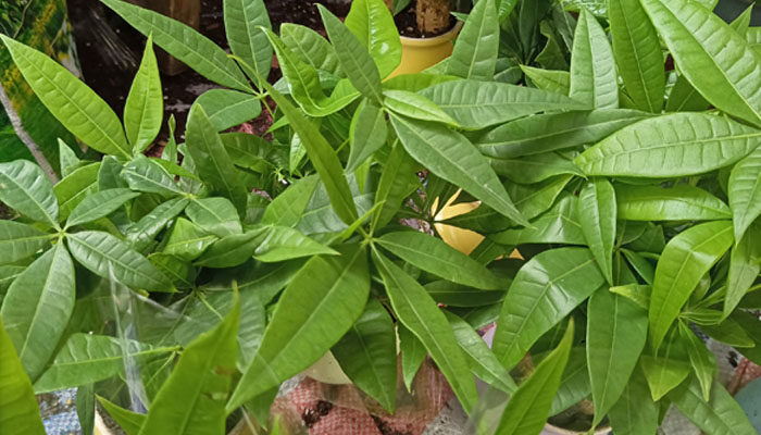 绿植养护知识和方法 绿植养护知识和方法