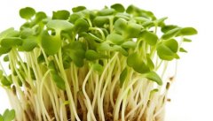 黑豆芽