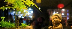 文竹叶子发黄怎么办