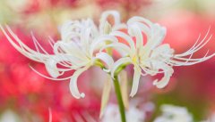 白花石蒜