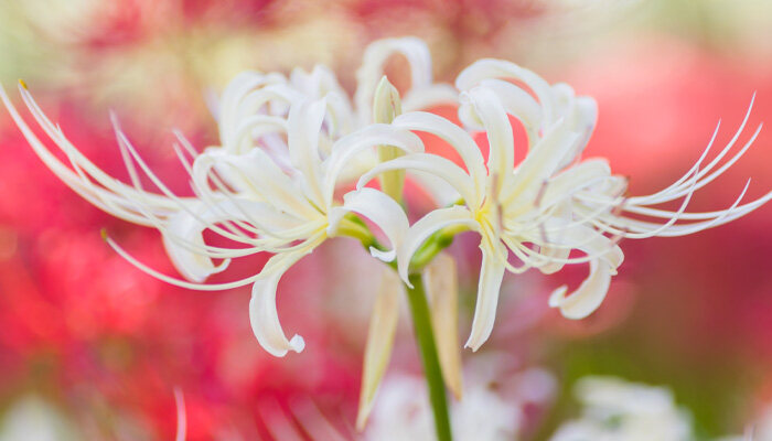 白花石蒜 白花石蒜