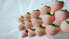 白宝石草莓
