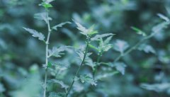 驱蚊草