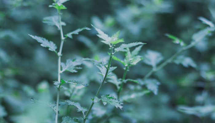 驱蚊草 驱蚊草