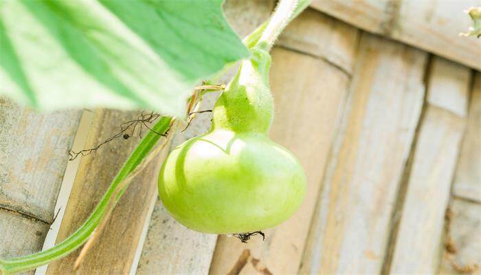葫芦8月份可以种植吗 葫芦8月份可以种植吗