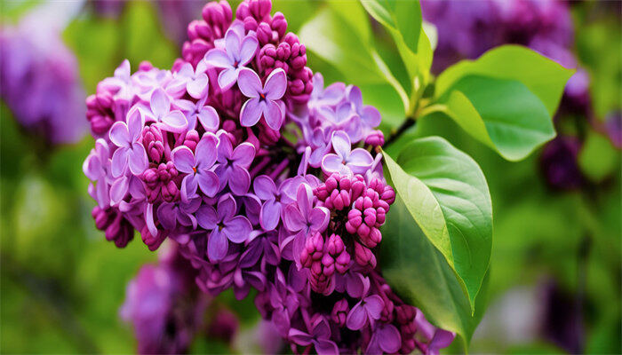 丁香花好栽活吗 丁香花好栽活吗