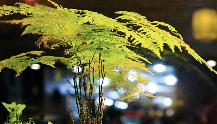 文竹会开花吗 文竹会开花吗