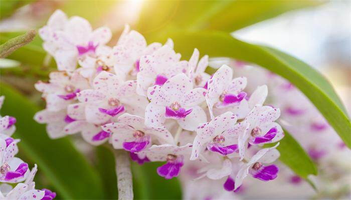新上盆兰花要阴养多久 新上盆兰花要阴养多久