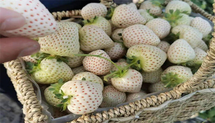 白珍珠草莓 白珍珠草莓