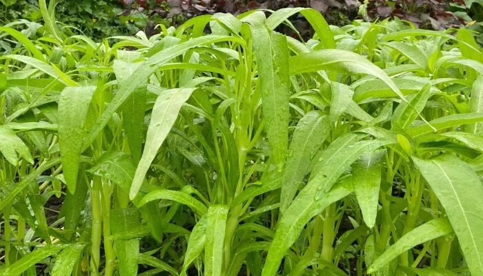 青梗空心菜 青梗空心菜