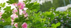 花叶寒月夜的繁殖方法