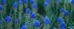 蓝色风信子的花语