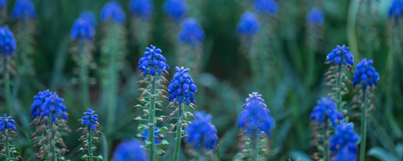 蓝色风信子的花语 蓝色风信子的花语