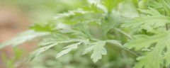 艾草为啥不能种在家里