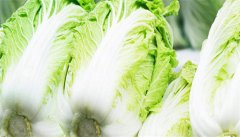 大白菜