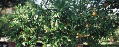 落叶植物与常绿植物的叶片有哪些区别
