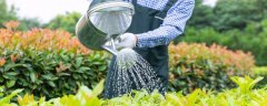 花椒树盆栽养殖方法