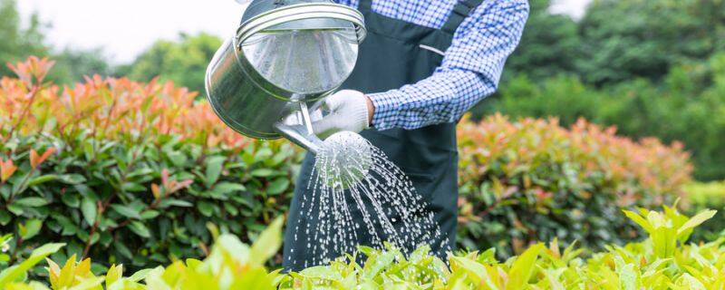 花椒树盆栽养殖方法 花椒树盆栽养殖方法