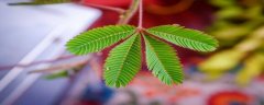 美国薄荷种子怎么种