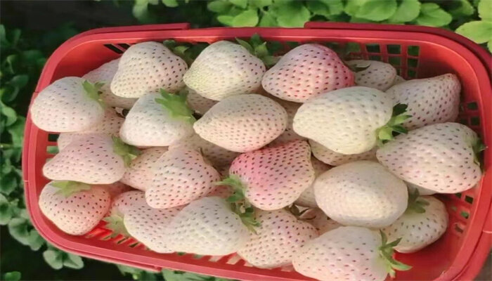 白宝石草莓 白宝石草莓
