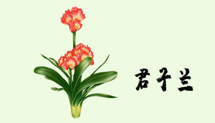君子兰叶子有黄斑怎么办 君子兰叶子有黄斑怎么办
