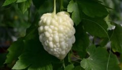 苹果苦瓜