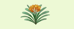 君子兰一叶小苗怎么养