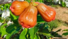 黑糖芭比