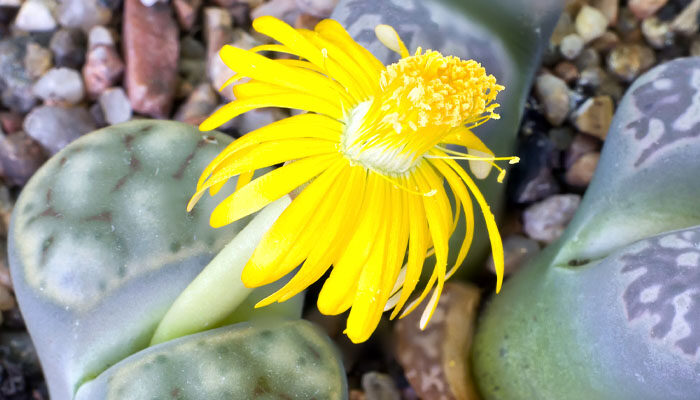 生石花浇水怎么浇 生石花浇水怎么浇