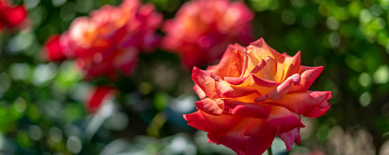 红月季花语 红月季花语