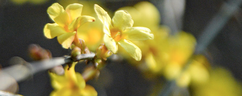 迎春花花语 迎春花花语