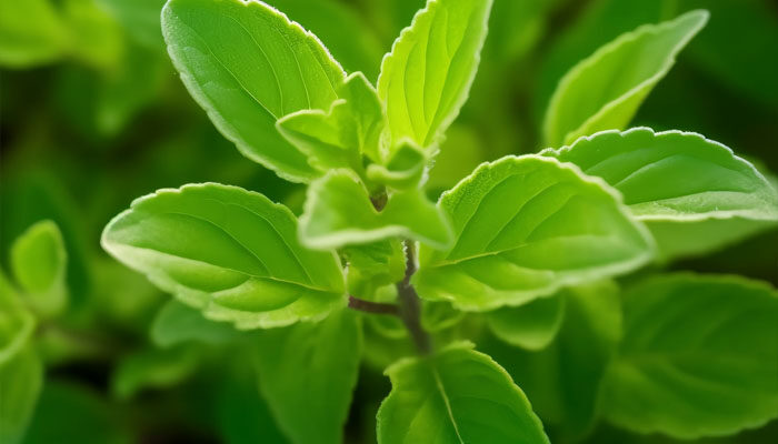 甜叶菊 甜叶菊
