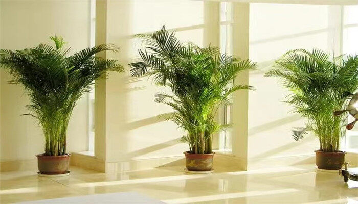 完全喜阴的室内大型植物 完全喜阴的室内大型植物
