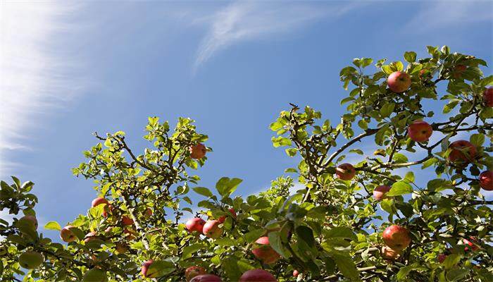 苹果树修剪时间和方法 苹果树修剪时间和方法