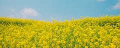 菜籽饼可以直接撒土里做肥料吗
