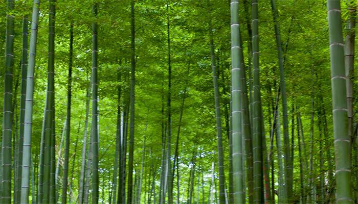 竹子叶尖发黄干枯什么原因 竹子叶尖发黄干枯什么原因
