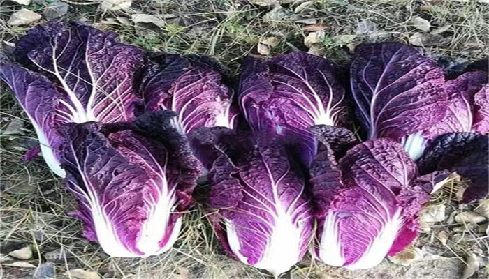 紫白菜 紫白菜