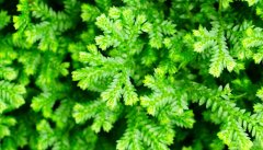 镜面草