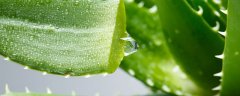 芦荟叶子有黑斑咋回事