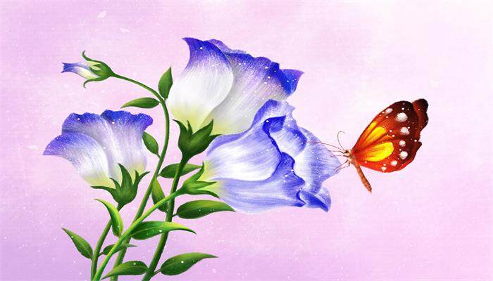 碎冰蓝洋桔梗花语 碎冰蓝洋桔梗花语