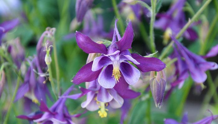 耧斗菜 耧斗菜