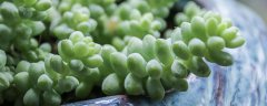 吉娃娃多肉的养殖方法和注意事项