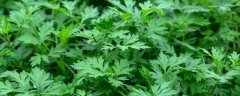 文殊兰和香殊兰的区别