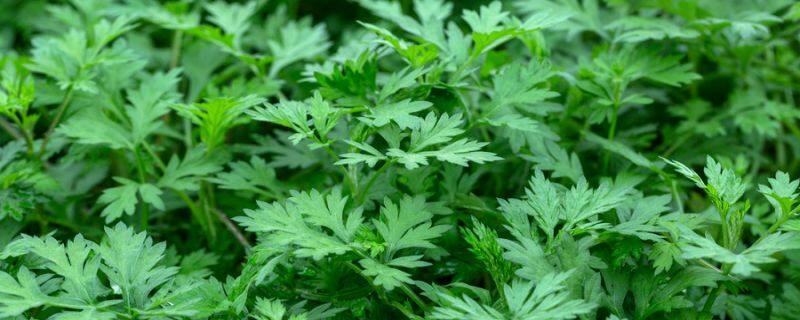 文殊兰和香殊兰的区别