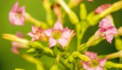 花烟草