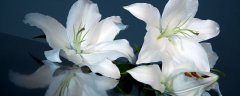 水仙百合的花语