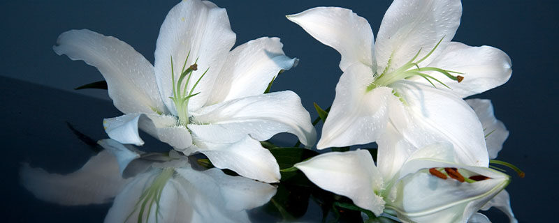 水仙百合的花语 水仙百合的花语