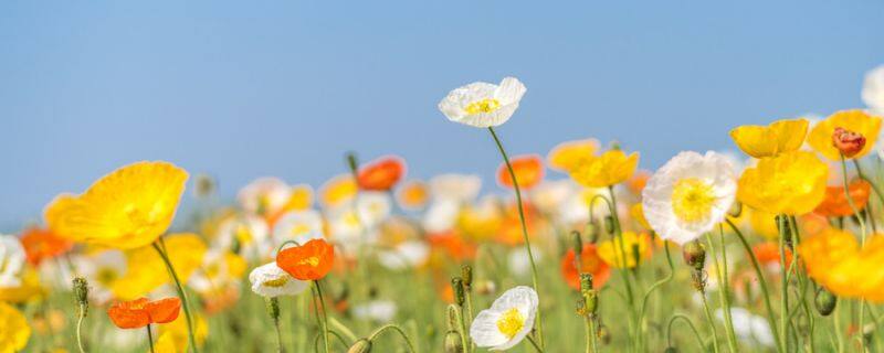 帝王花种子怎么种 帝王花种子怎么种