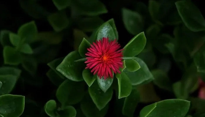 露草 露草