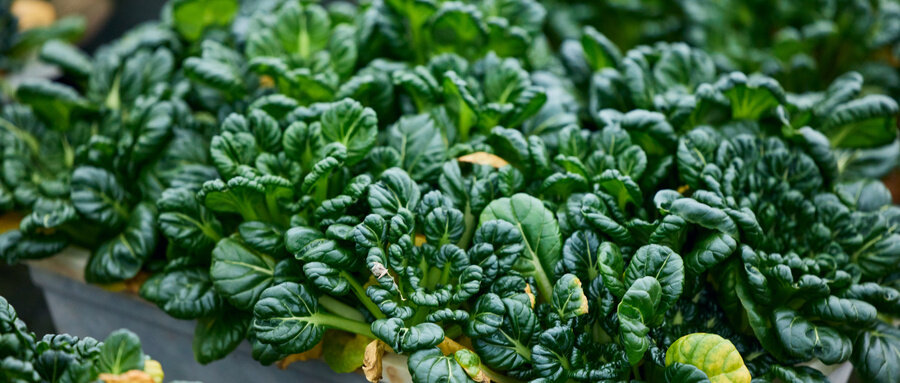 矮脚奶白菜 矮脚奶白菜